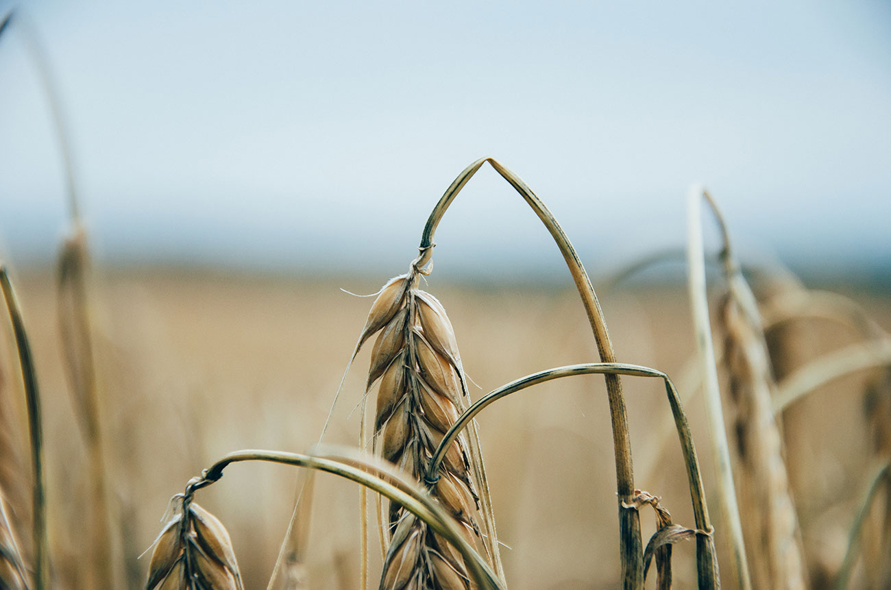 Roundup Cancer Lawsuit